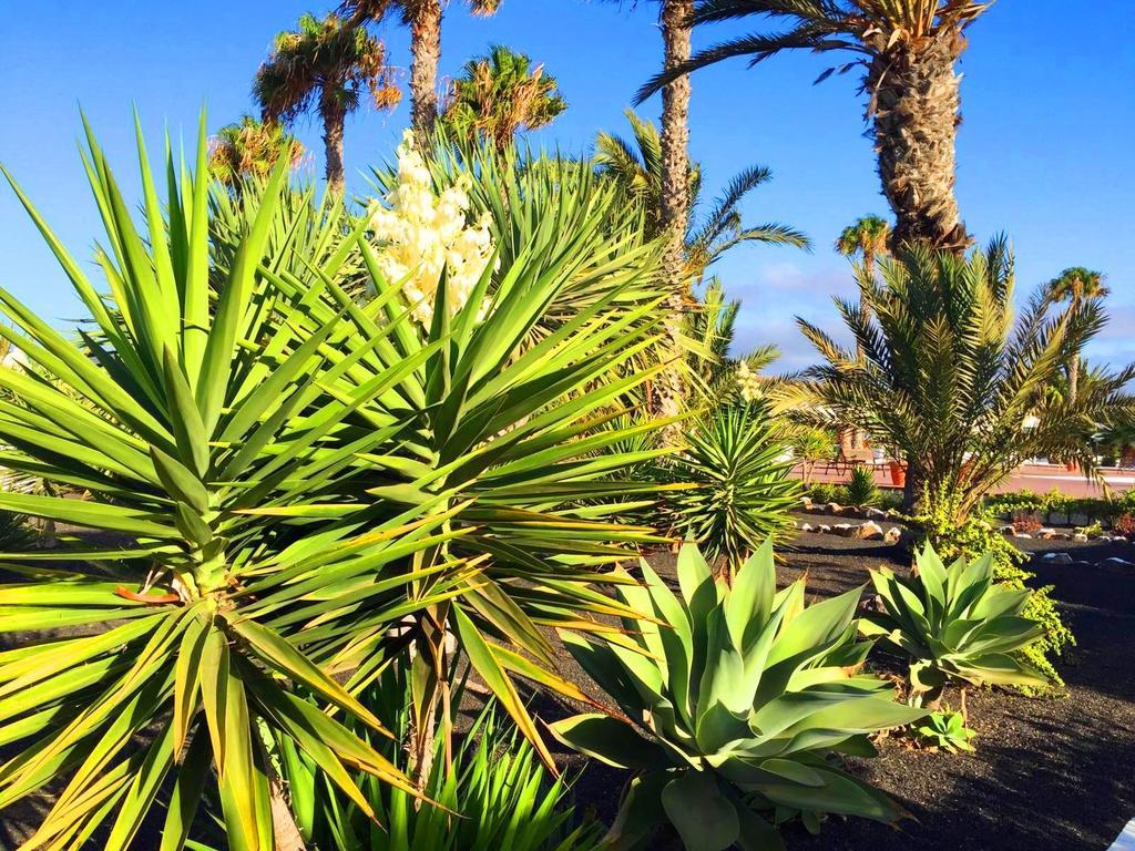 Villa Casita Blanca, Jardin Del Sol 1 à Playa Blanca  Extérieur photo